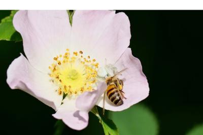 <i>Apis mellifera</i>
