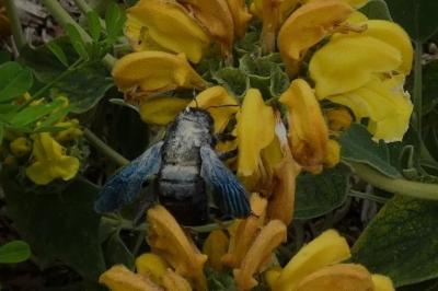 <i>Xylocopa violacea</i>
