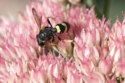 <i>Cerceris</i>