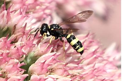 <i>Cerceris</i>
