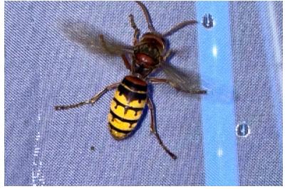 <i>Vespa crabro</i>