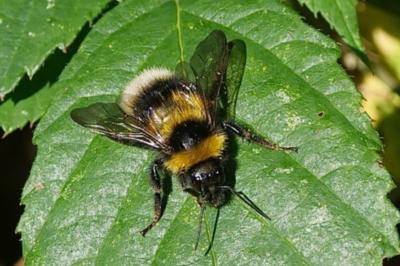 <i>Bombus hortorum</i>