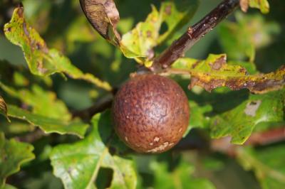 <i>Andricus kollari</i>