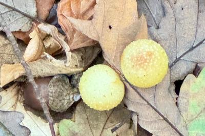 <i>Cynips quercusfolii</i>
