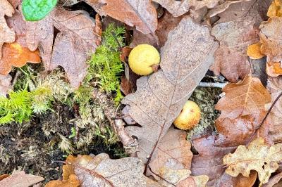 <i>Cynips quercusfolii</i>