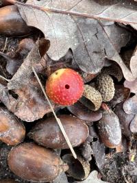 <i>Cynips quercusfolii</i>