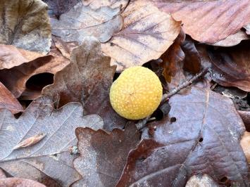 <i>Cynips quercusfolii</i>