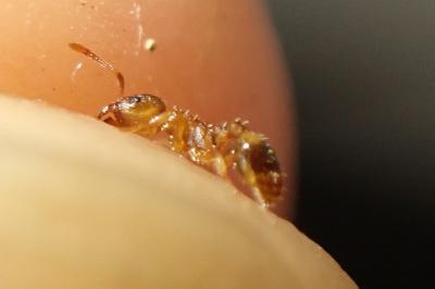 <i>Temnothorax nylanderi</i>