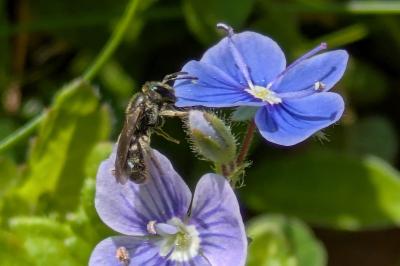 <i>Lasioglossum</i>