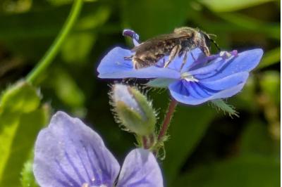 <i>Lasioglossum</i>