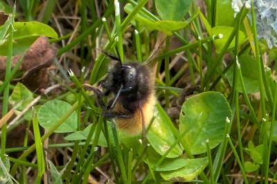 <i>Osmia cornuta</i>