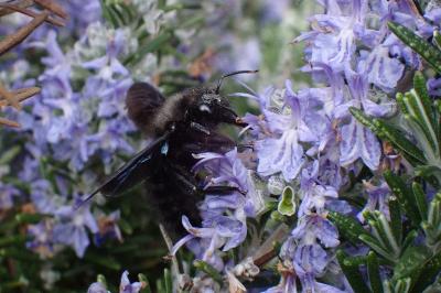 <i>Xylocopa violacea</i>