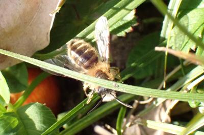 <i>Andrena</i>