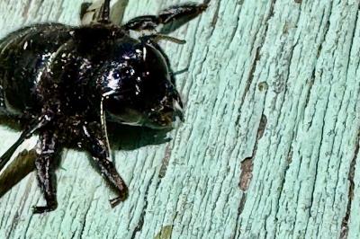 <i>Xylocopa</i>