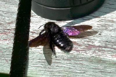 <i>Xylocopa</i>