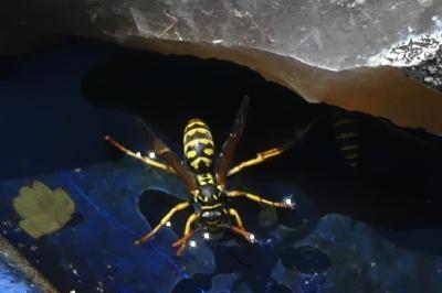 <i>Polistes dominula</i>