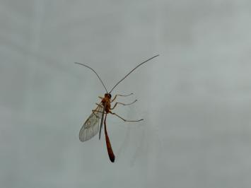 <i>Enicospilus</i>