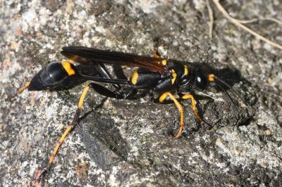 <i>Sceliphron caementarium</i>