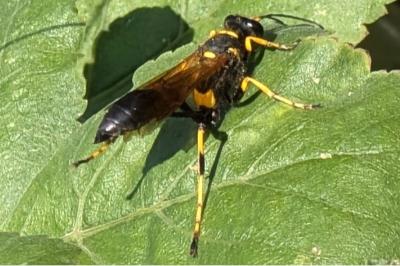 <i>Sceliphron caementarium</i>