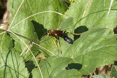<i>Sceliphron caementarium</i>