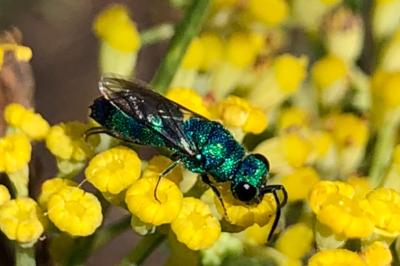 <i>Chrysis</i>