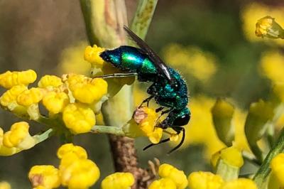 <i>Chrysis</i>