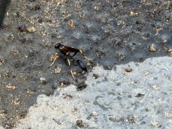 <i>Sceliphron caementarium</i>
