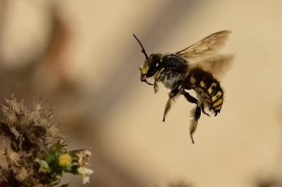 <i>Anthidium manicatum</i>