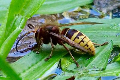 <i>Vespa crabro</i>