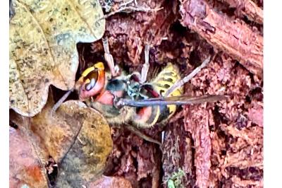 <i>Vespa crabro</i>