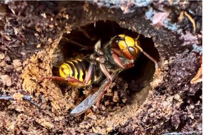 <i>Vespa crabro</i>