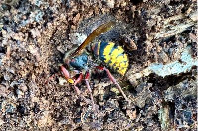 <i>Vespa crabro</i>