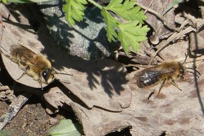 <i>Colletes hederae</i>