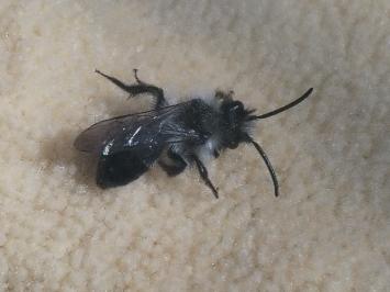 <i>Andrena cineraria</i>
