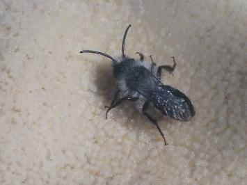 <i>Andrena cineraria</i>
