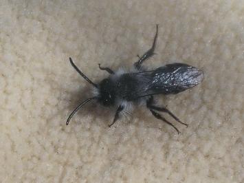 <i>Andrena cineraria</i>