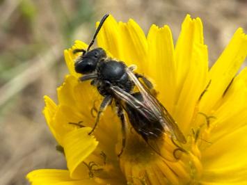 <i>Andrena</i>