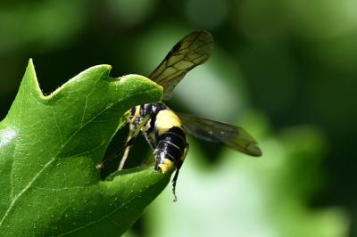 <i>Tenthredo temula</i>