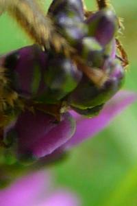 <i>Eucera longicornis</i>