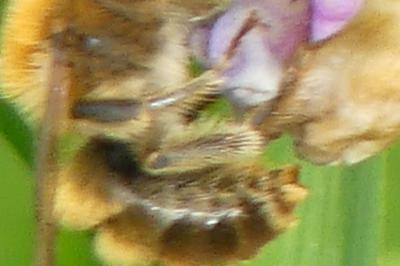 <i>Eucera longicornis</i>