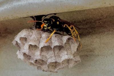 <i>Polistes dominula</i>