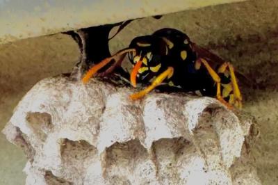 <i>Polistes dominula</i>