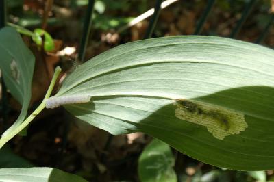 <i>Phymatocera aterrima</i>