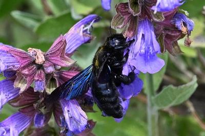 <i>Xylocopa iris</i>