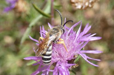 <i>Halictus scabiosae</i>