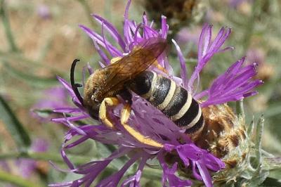 <i>Halictus scabiosae</i>