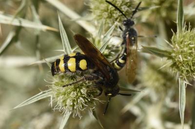 <i>Colpa sexmaculata</i>