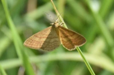 <i>Idaea ochrata</i>