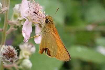 <i>Ochlodes sylvanus</i>
