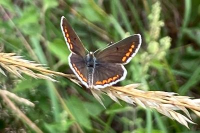 <i>Aricia agestis</i>